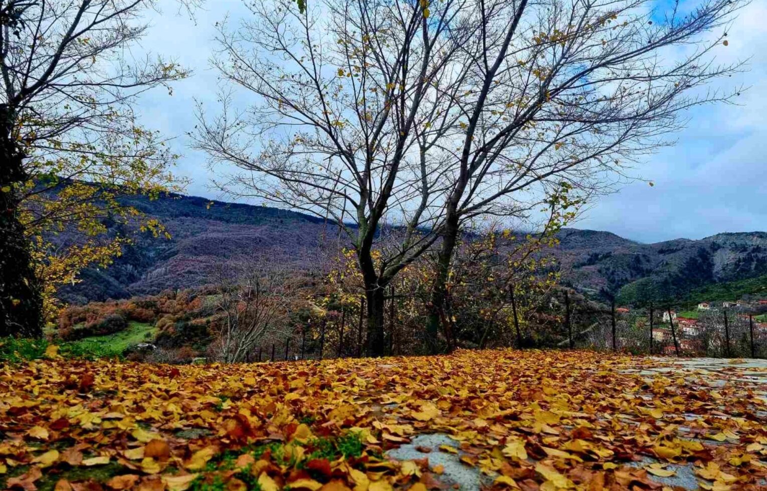 Autumn mountain landscape with fallen leaves and trees in a peaceful Greek village, reflecting the natural simplicity and authenticity of Renteana