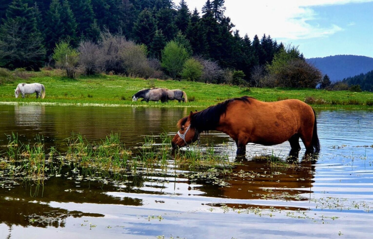 Mountain landscape with horses by a lake, reflecting the natural purity and calm philosophy of Renteana